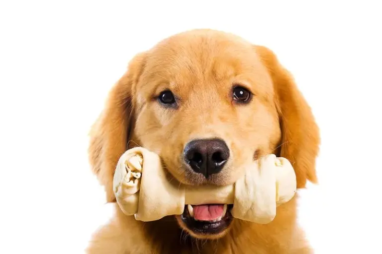 Ayr pet business launch petition in treat concerns